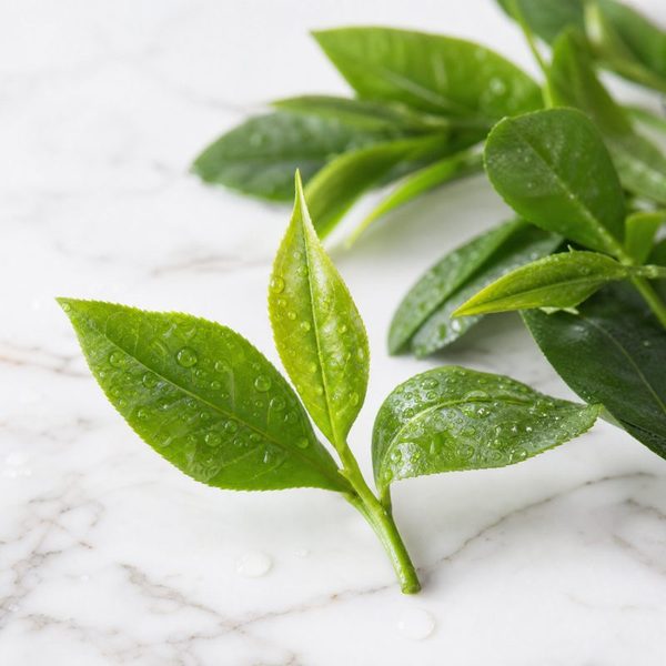 Folhas frescas de chá verde, ingrediente do creme depilatório Makishi